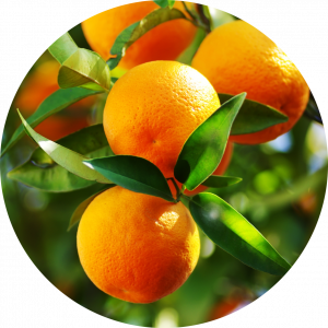 pomorandža, plodovi na drvetu