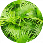 testerasta palma, široko razgranato zvezdasto lišće