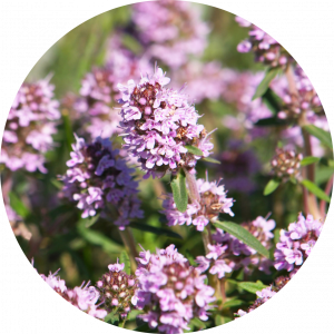 Timijan u cvatu, s purpurnim cvetićima