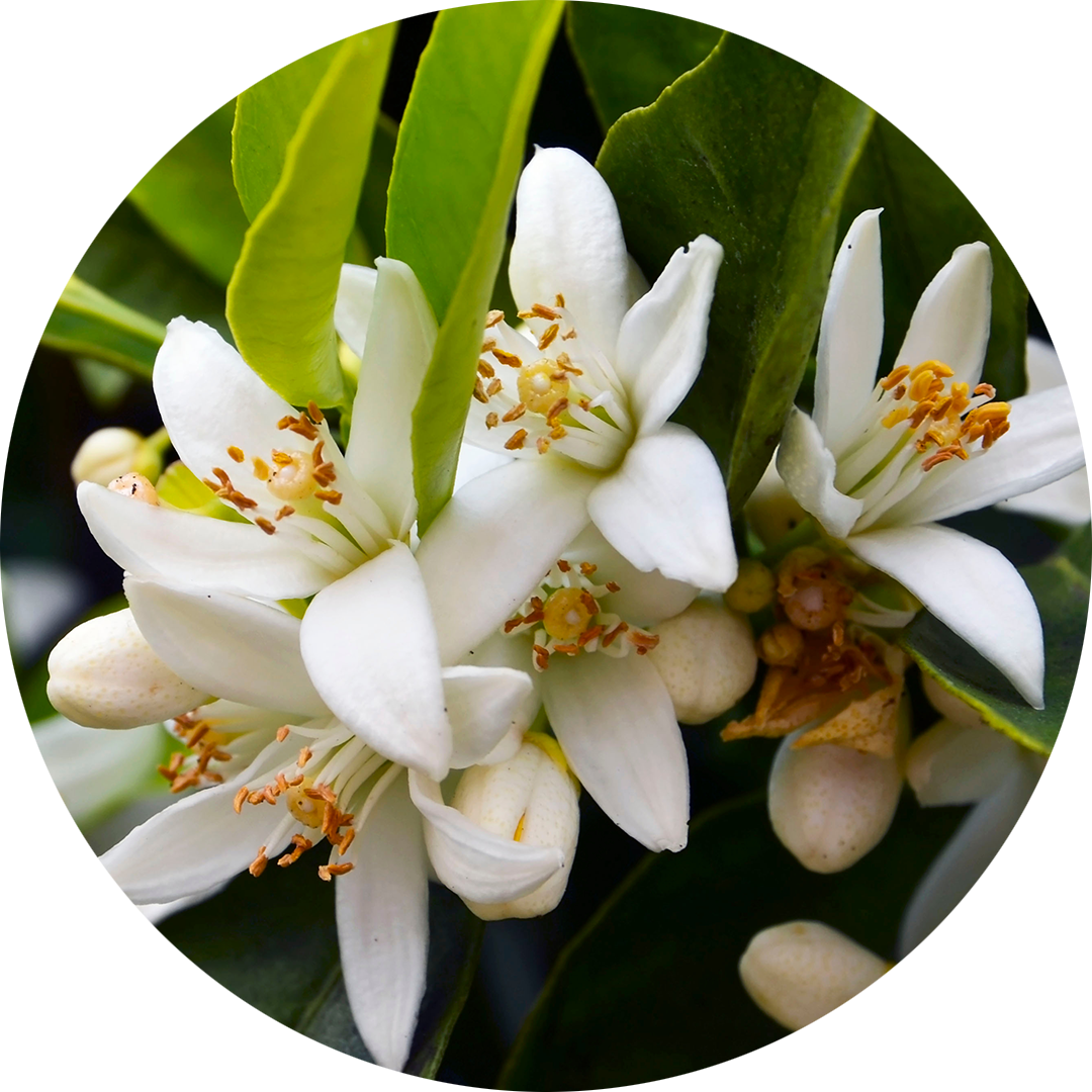 Neroli, beli cvet