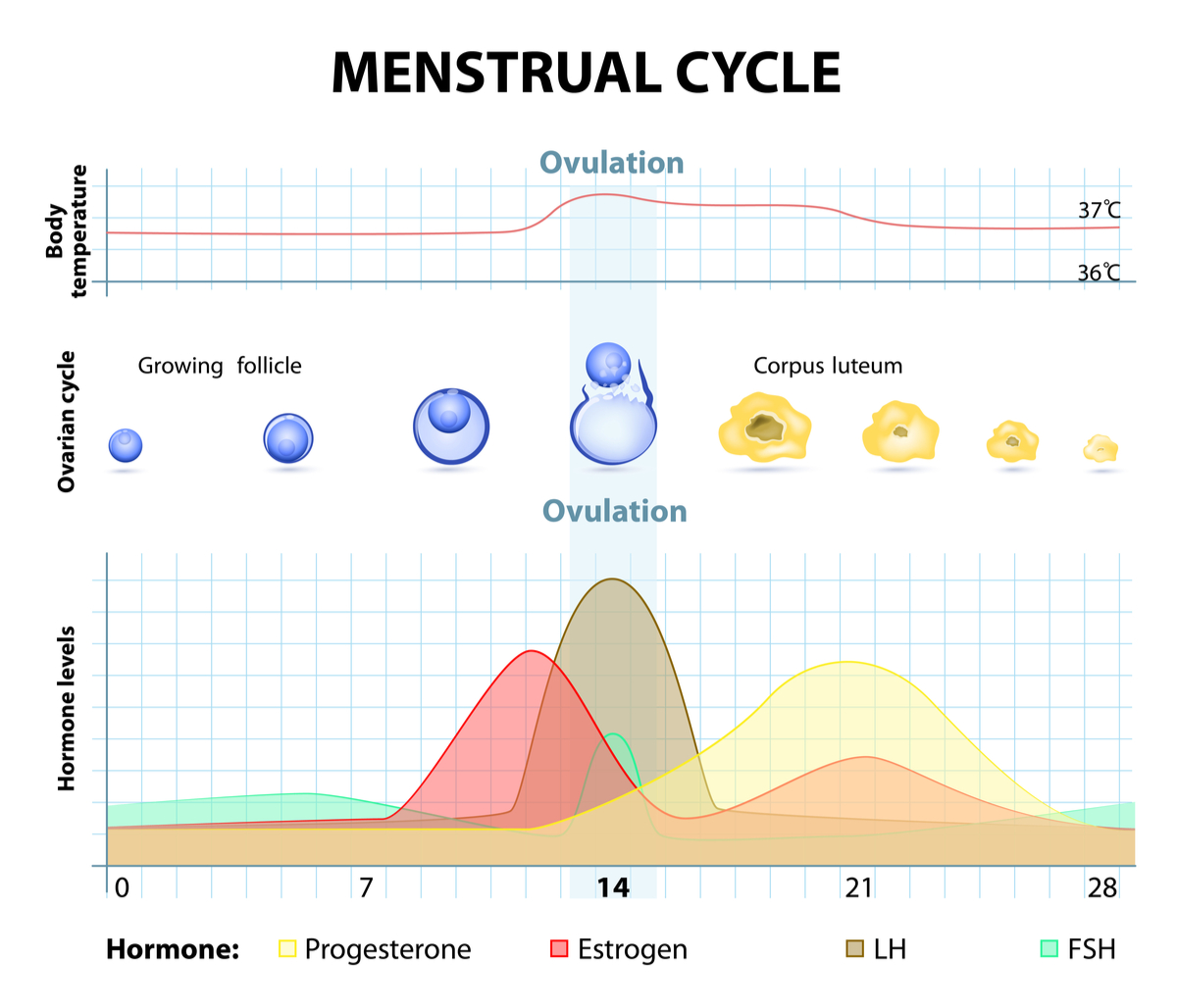 menstrual cycle chart with hormonal changes