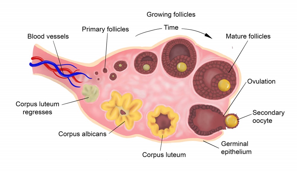 follicle