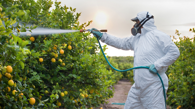 Chemicals sprayed on fruit trees