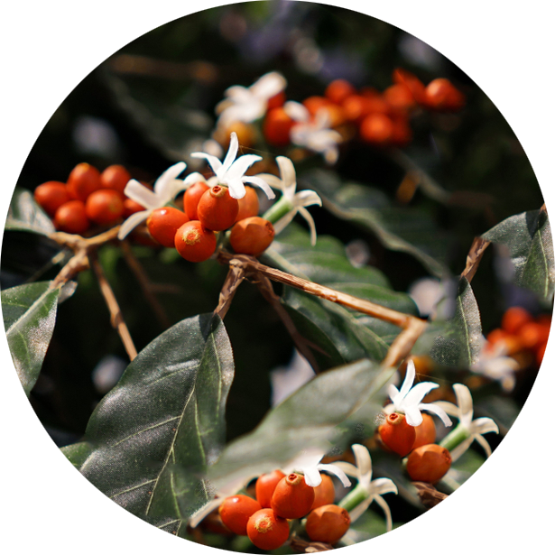 Coffee flowers and fruit