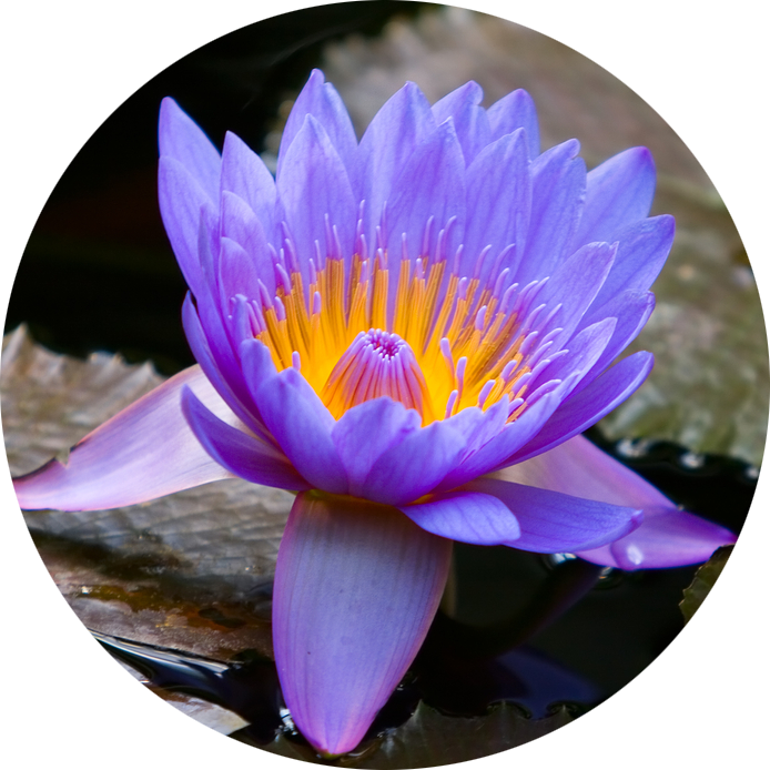 Blue lotus