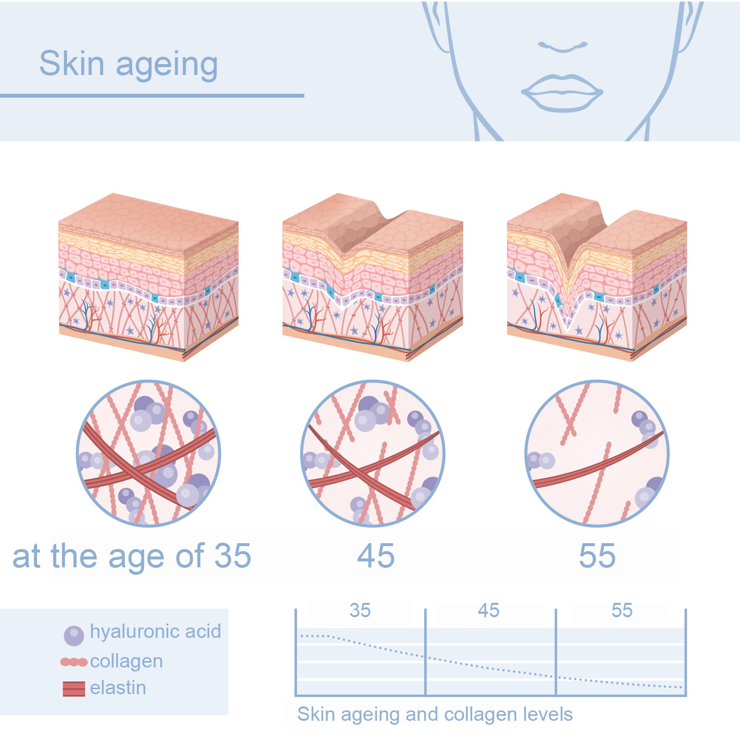 Skin ageing chart, at the age of 35, 45 and 55