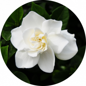 Gardenija, beli cvet