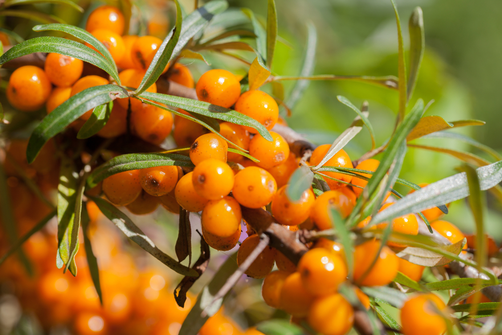 sea berry, orange berries on branches