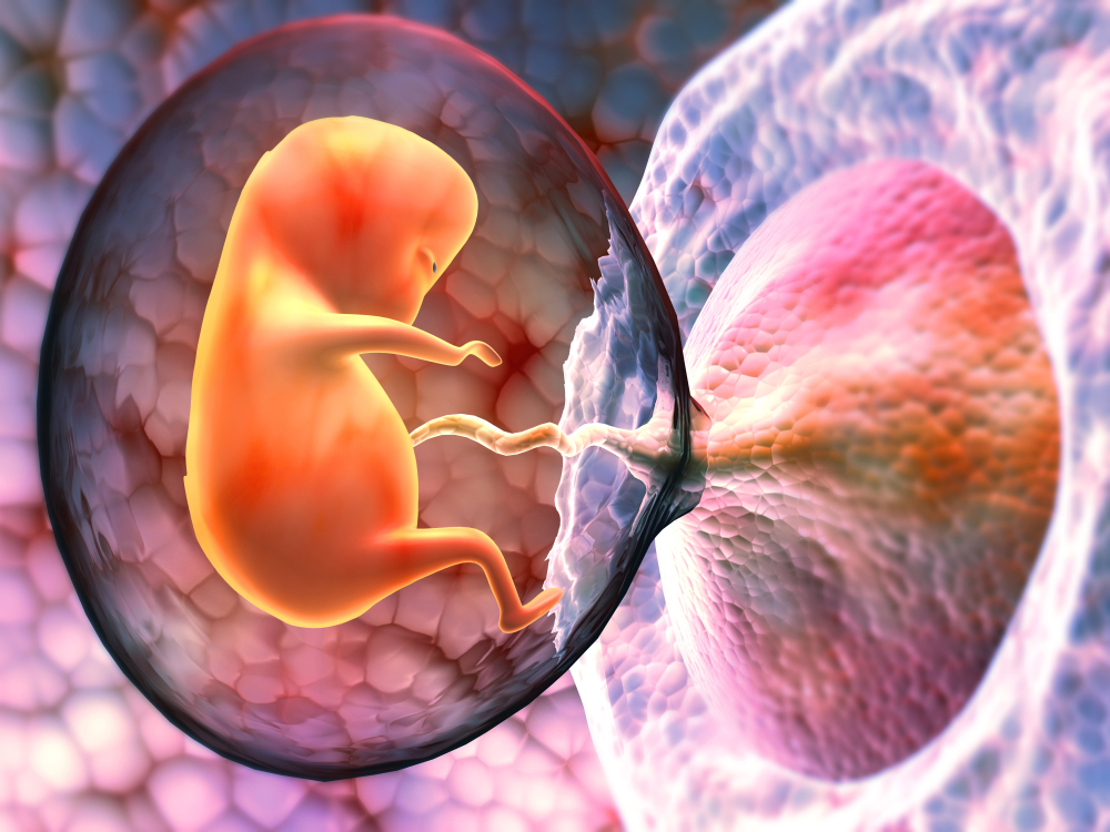 Fetus povezan pupčanom vrpcom s placentom